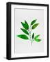 Leaf Branch-Jasmine Woods-Framed Art Print
