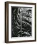 Leaf, c. 1985-Brett Weston-Framed Photographic Print