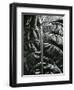 Leaf, c. 1985-Brett Weston-Framed Photographic Print