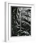 Leaf, c. 1985-Brett Weston-Framed Photographic Print