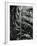 Leaf, c. 1985-Brett Weston-Framed Photographic Print