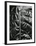 Leaf, c. 1985-Brett Weston-Framed Photographic Print