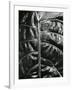 Leaf, c. 1985-Brett Weston-Framed Photographic Print