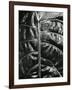 Leaf, c. 1985-Brett Weston-Framed Photographic Print