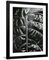 Leaf, c. 1985-Brett Weston-Framed Photographic Print