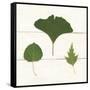 Leaf Chart IV Shiplap-Wild Apple Portfolio-Framed Stretched Canvas