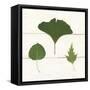 Leaf Chart IV Shiplap-Wild Apple Portfolio-Framed Stretched Canvas