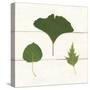 Leaf Chart IV Shiplap-Wild Apple Portfolio-Stretched Canvas