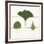 Leaf Chart IV Shiplap-Wild Apple Portfolio-Framed Art Print