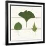 Leaf Chart IV Shiplap-Wild Apple Portfolio-Framed Art Print