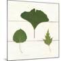 Leaf Chart IV Shiplap-Wild Apple Portfolio-Mounted Art Print