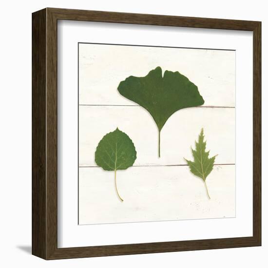 Leaf Chart IV Shiplap-Wild Apple Portfolio-Framed Art Print