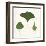 Leaf Chart IV Shiplap-Wild Apple Portfolio-Framed Art Print