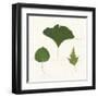 Leaf Chart IV Shiplap-Wild Apple Portfolio-Framed Art Print