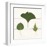 Leaf Chart IV Shiplap-Wild Apple Portfolio-Framed Art Print