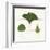 Leaf Chart IV Shiplap-Wild Apple Portfolio-Framed Art Print