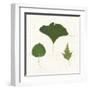 Leaf Chart IV Shiplap-Wild Apple Portfolio-Framed Art Print