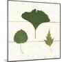 Leaf Chart IV Shiplap-Wild Apple Portfolio-Mounted Art Print