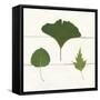 Leaf Chart IV Shiplap-Wild Apple Portfolio-Framed Stretched Canvas
