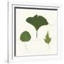 Leaf Chart IV Shiplap-Wild Apple Portfolio-Framed Art Print