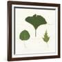 Leaf Chart IV Shiplap-Wild Apple Portfolio-Framed Art Print