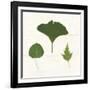 Leaf Chart IV Shiplap-Wild Apple Portfolio-Framed Art Print