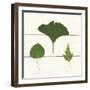 Leaf Chart IV Shiplap-Wild Apple Portfolio-Framed Art Print