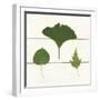 Leaf Chart IV Shiplap-Wild Apple Portfolio-Framed Art Print