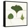 Leaf Chart IV Shiplap-Wild Apple Portfolio-Framed Stretched Canvas