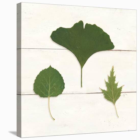 Leaf Chart IV Shiplap-Wild Apple Portfolio-Stretched Canvas