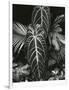 Leaf Cluster, Hawaii, 1979-Brett Weston-Framed Photographic Print