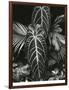 Leaf Cluster, Hawaii, 1979-Brett Weston-Framed Photographic Print