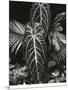 Leaf Cluster, Hawaii, 1979-Brett Weston-Mounted Photographic Print