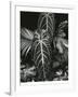 Leaf Cluster, Hawaii, 1979-Brett Weston-Framed Photographic Print