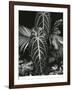 Leaf Cluster, Hawaii, 1979-Brett Weston-Framed Photographic Print