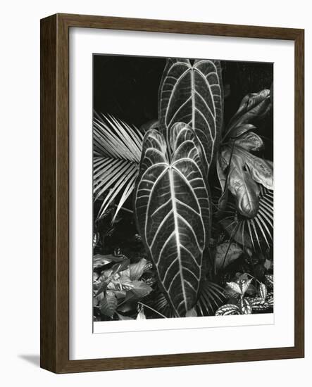 Leaf Cluster, Hawaii, 1979-Brett Weston-Framed Photographic Print