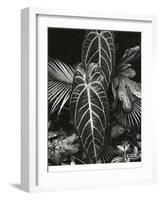 Leaf Cluster, Hawaii, 1979-Brett Weston-Framed Photographic Print