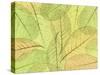 Leaf Collage I-Kathy Mahan-Stretched Canvas