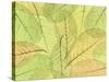 Leaf Collage I-Kathy Mahan-Stretched Canvas