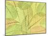 Leaf Collage I-Kathy Mahan-Mounted Photographic Print