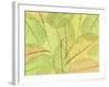 Leaf Collage I-Kathy Mahan-Framed Photographic Print