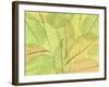 Leaf Collage I-Kathy Mahan-Framed Photographic Print