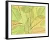 Leaf Collage I-Kathy Mahan-Framed Photographic Print