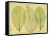 Leaf Collage II-Kathy Mahan-Framed Stretched Canvas