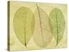 Leaf Collage II-Kathy Mahan-Stretched Canvas