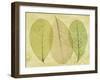Leaf Collage II-Kathy Mahan-Framed Photographic Print