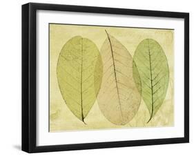 Leaf Collage II-Kathy Mahan-Framed Photographic Print