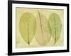 Leaf Collage II-Kathy Mahan-Framed Photographic Print