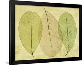 Leaf Collage II-Kathy Mahan-Framed Photographic Print