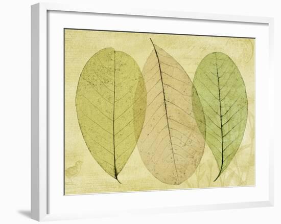 Leaf Collage II-Kathy Mahan-Framed Photographic Print